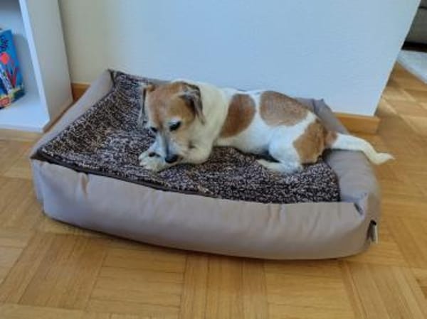 Charmeur Vico sucht Terriererfahrenes Zu