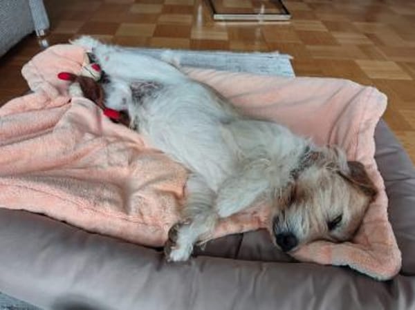 Charmeur Vico sucht Terriererfahrenes Zu