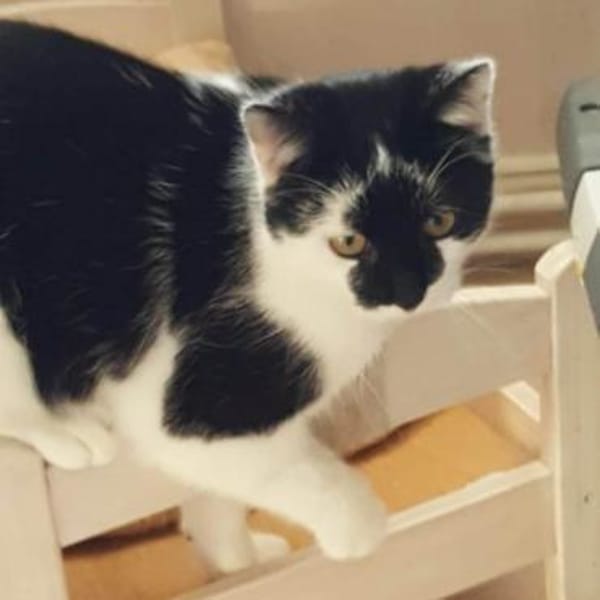 KARLCHEN & BUBI suchen ein Zuhause