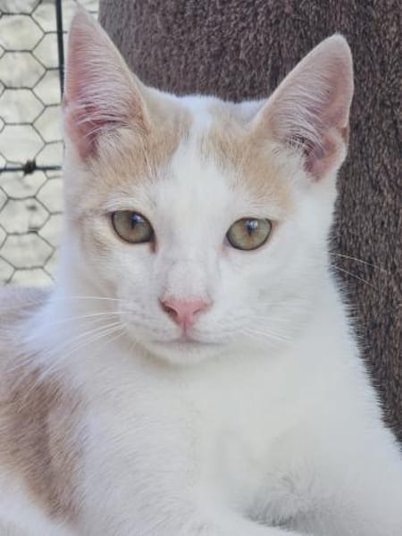 Süßer Buster sucht liebevolles Zuhause