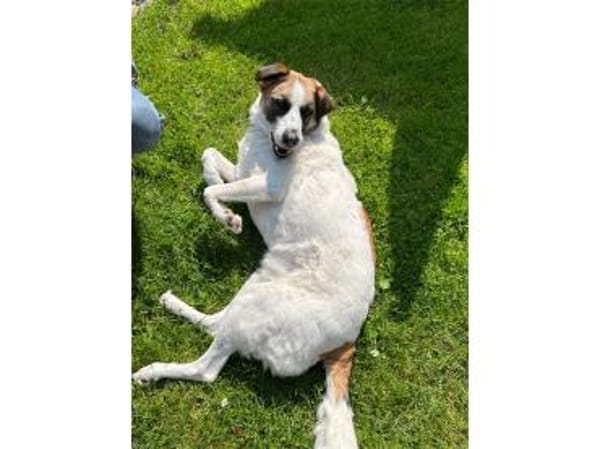 Taavi  wartet in 71154 Nufringen