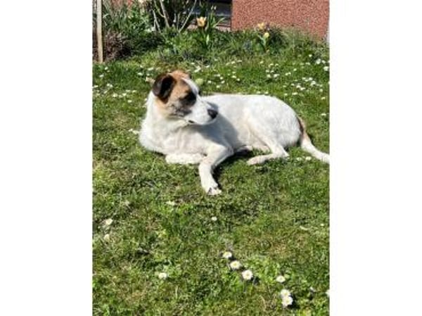 Taavi  wartet in 71154 Nufringen