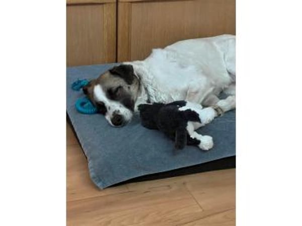 Taavi  wartet in 71154 Nufringen