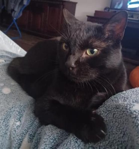 Sami hatte noch nie ein Anfrage