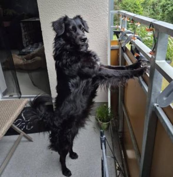 SHADOW wird zum NOTFALL!!!