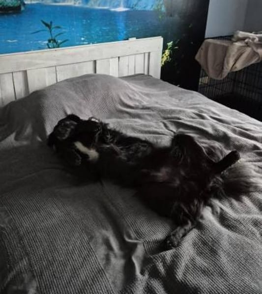 SHADOW wird zum NOTFALL!!!