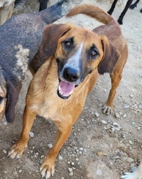 Besuche Amigo in 74749 Rosenberg