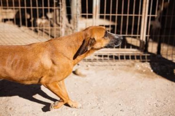 Besuche Amigo in 74749 Rosenberg