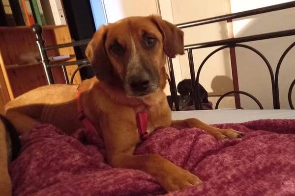 Besuche Amigo in 74749 Rosenberg