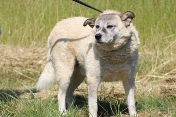 Gaiwan - kinderlieber Familienhund