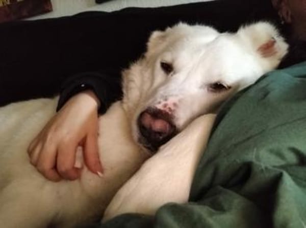 Hera Herdenschutzhund Hündin Traumhund