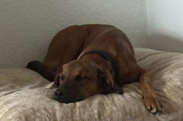 LASKOwartet in 25421 Pinneberg!