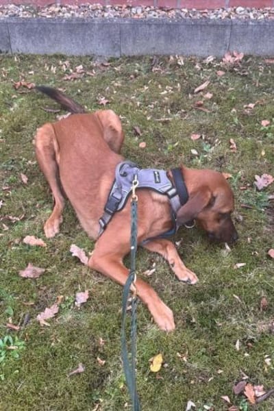 LASKOwartet in 25421 Pinneberg!