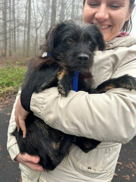 Traumhund Doris Hündin Mischling jung