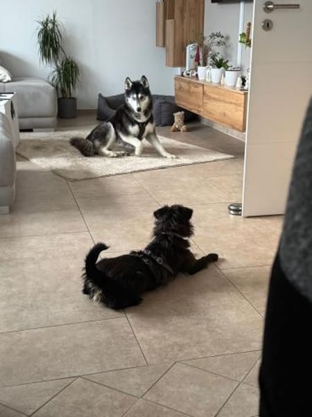 Traumhund Doris Hündin Mischling jung