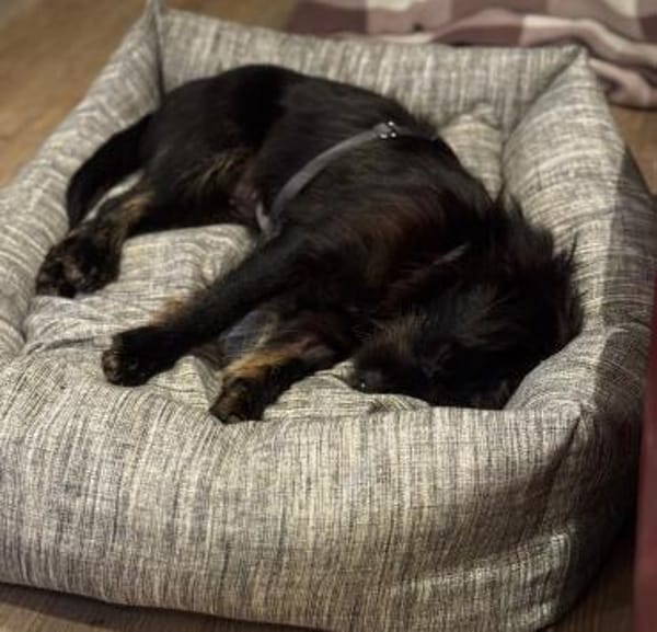 Traumhund Doris Hündin Mischling jung