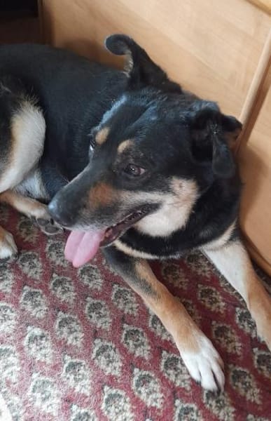 Peter 💙💙💙 sucht sein Happy-Home