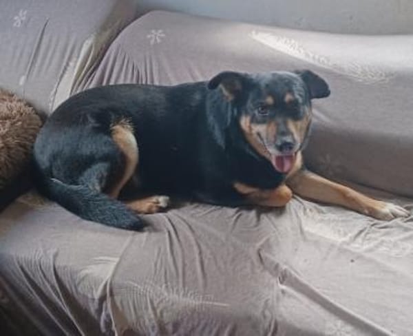 Peter 💙💙💙 sucht sein Happy-Home