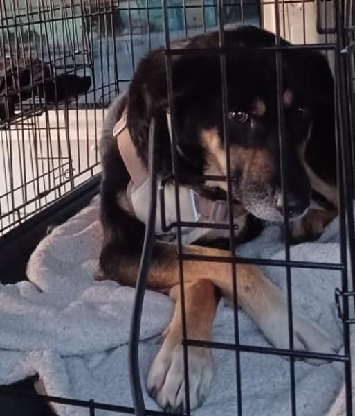 Peter 💙💙💙 sucht sein Happy-Home