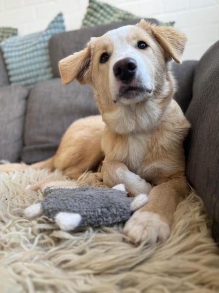 Solara - unser Sonnenschein