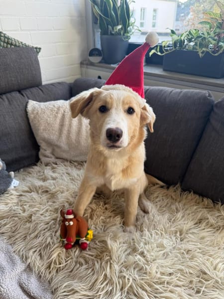 Solara - unser Sonnenschein