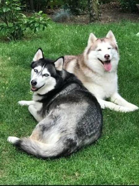 2 Husky Ayeli & Mahou Senioren Hündinnen