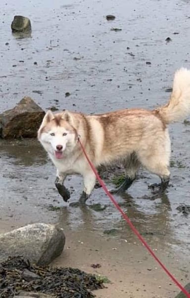 2 Husky Ayeli & Mahou Senioren Hündinnen