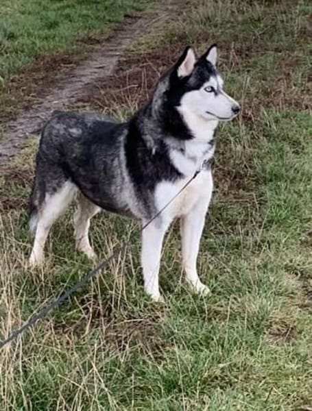 2 Husky Ayeli & Mahou Senioren Hündinnen