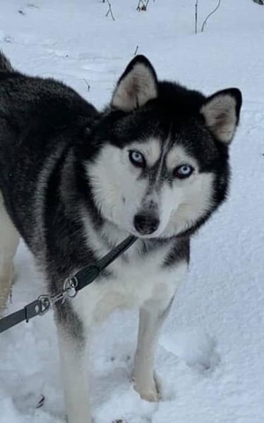 2 Husky Ayeli & Mahou Senioren Hündinnen