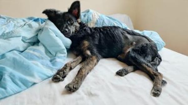 Zarte Tashi hat nur knapp überlebt (E)