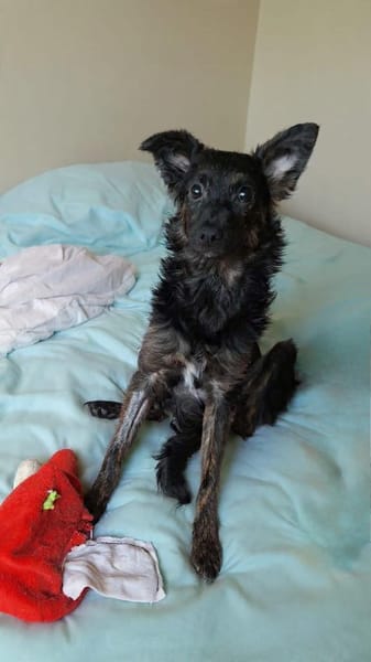 Zarte Tashi hat nur knapp überlebt (E)