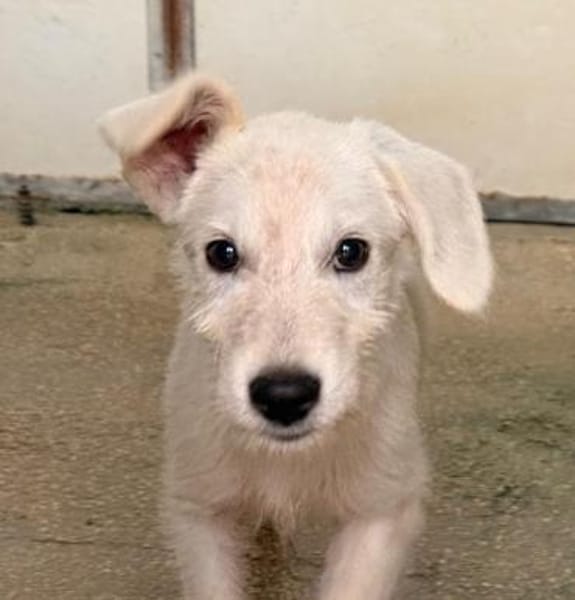 Polare im Tierheim Schwandorf