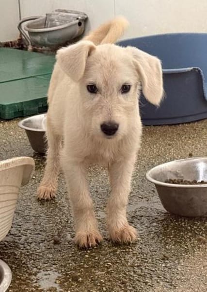 Polare im Tierheim Schwandorf