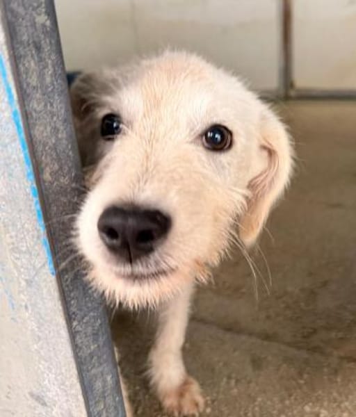 Polare im Tierheim Schwandorf