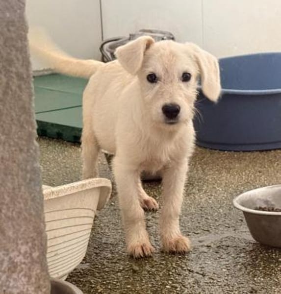 Polare im Tierheim Schwandorf