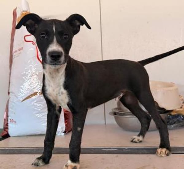 Romeo im Tierheim Schwandorf