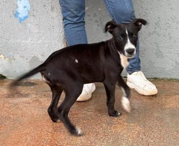 Romeo im Tierheim Schwandorf