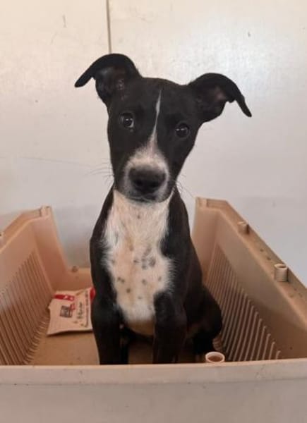 Romeo im Tierheim Schwandorf