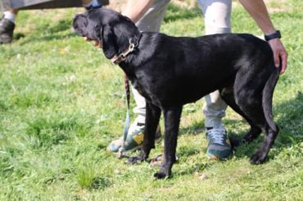 Tibo - neugieriger, verspielter Jungrüde