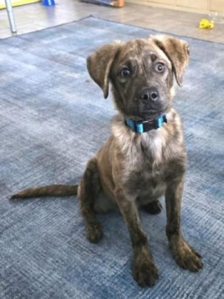 Kleiner ENZO sucht eine liebe Familie