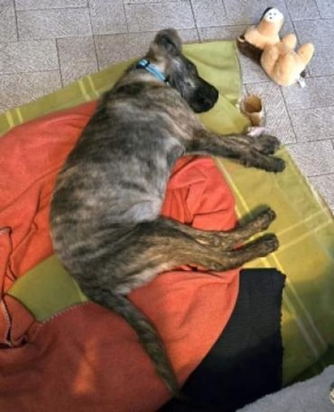 Kleiner ENZO sucht eine liebe Familie