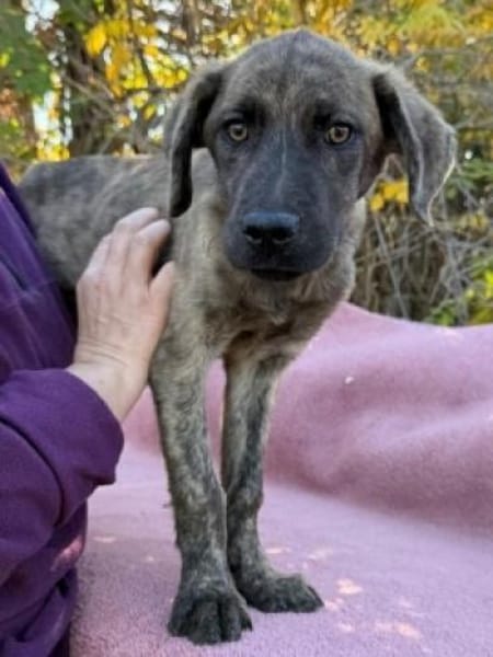 Kleiner ENZO sucht eine liebe Familie