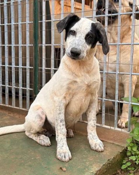 Silente, in der Tierherberge Donzdorf