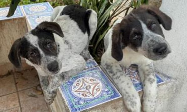 Sandra, in der Tierherberge Donzdorf