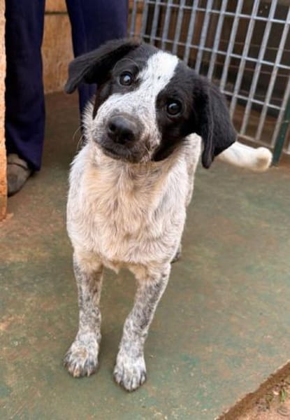 Solaria, in der Tierherberge Donzdorf