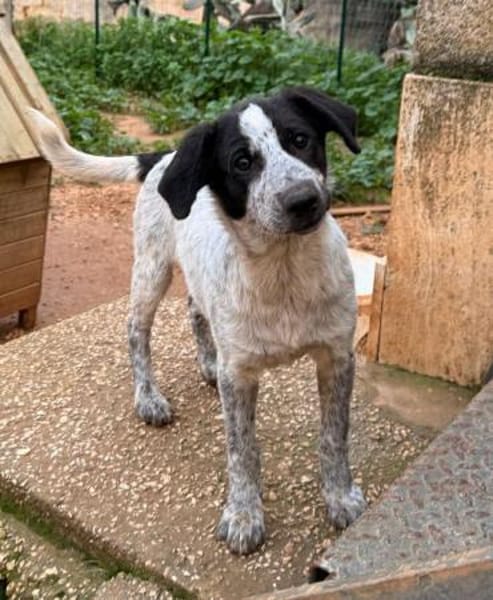 Solaria, in der Tierherberge Donzdorf