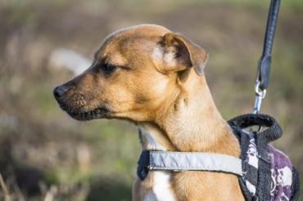 Bambina  kleine Hexe mit Turboantrieb