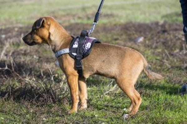 Bambina  kleine Hexe mit Turboantrieb