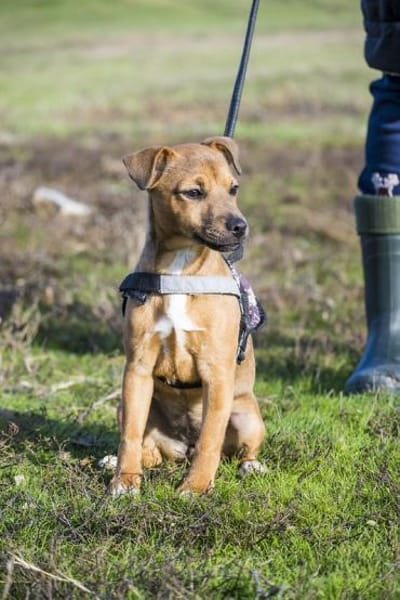 Bambina  kleine Hexe mit Turboantrieb