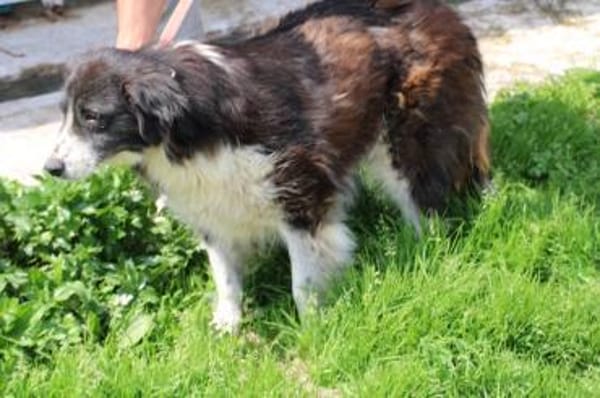 Benjo - ruhig u. sehr liebenswert